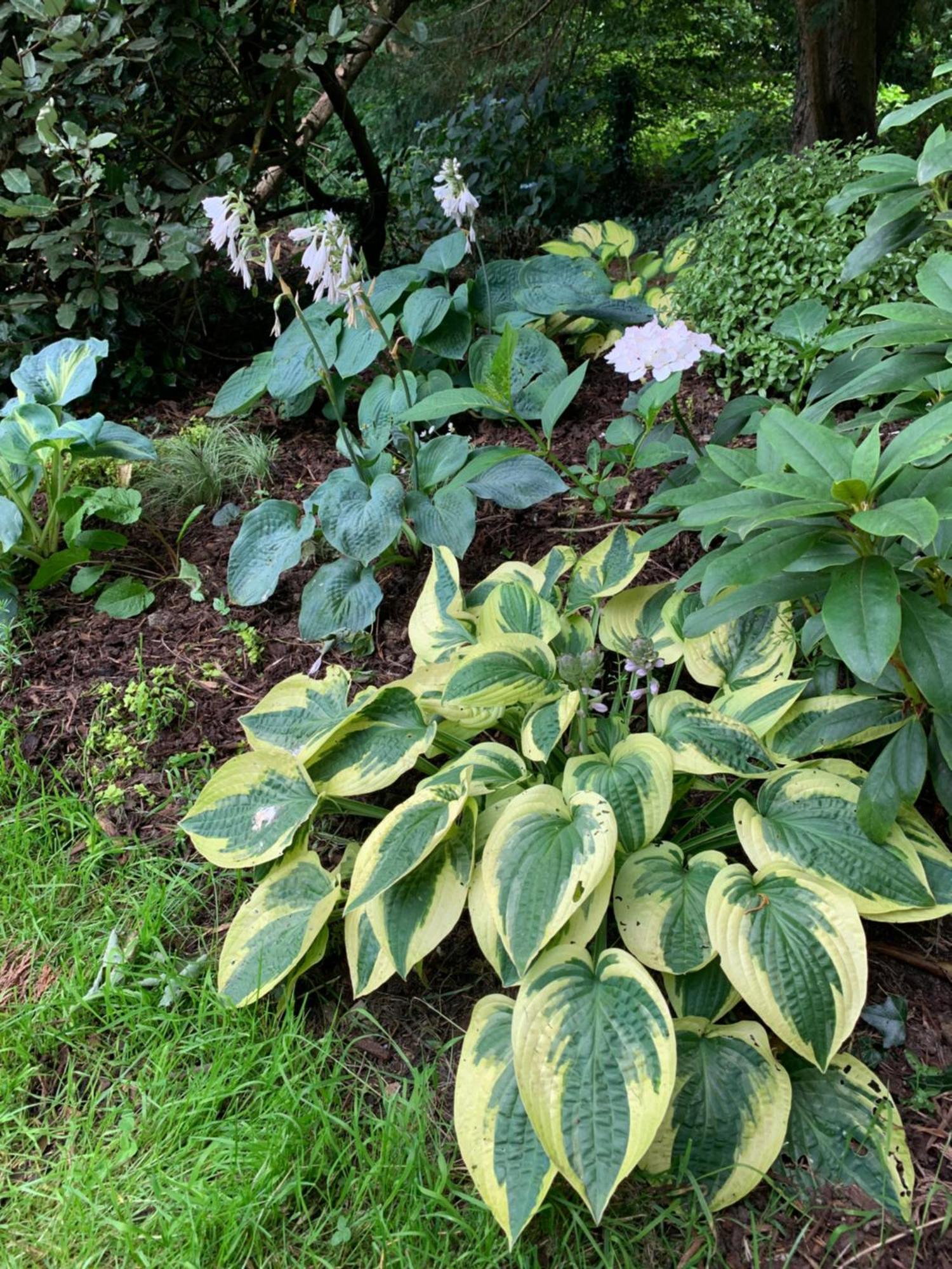 Clone Country House Aughrim Bagian luar foto Hosta 'Batik'