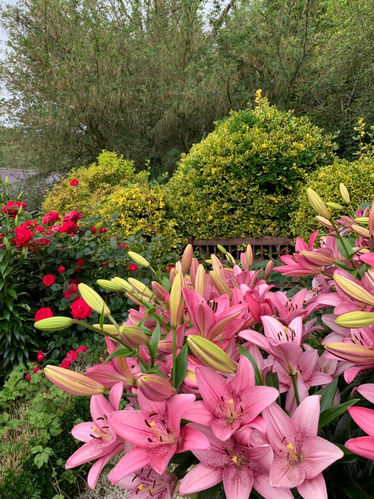 Clone Country House Aughrim Bagian luar foto Lilium × hybridum